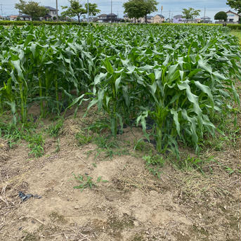 ●がぶりつき推奨●生のまま！糖度20度！まるでスイーツ！プレミアムホワイトコーン🌽Lサイズ以上5本 Lサイズ以上5本 野菜/とうもろこし通販