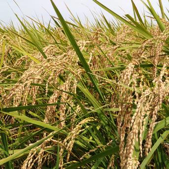 一等米【 無農薬】コシヒカリ【味比べ】数量限定・精米2ｋｇ&玄米2ｋｇ・令和5年産 有機質肥料 【無農薬】　精米2ｋｇ＆玄米2ｋｇ 米・穀物/お米セット・詰め合わせ通販