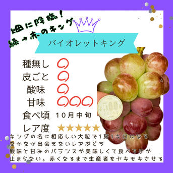 お試し♡スペシャル5種食べ比べ♡つぶつぶパック500g♡山形県産ぶどう