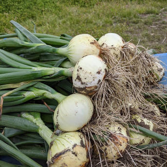 地元農家さんから愛される‼︎『七宝早生』淡路島産玉ねぎ 10kg 10キロ 野菜/玉ねぎ通販