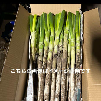 （67）千葉県産ミネラル豊富な長ネギ20㌔（送料込）【おまけ付き】 67）千葉県産ミネラル豊富な長ネギ20㌔（送料込）【おまけ付き】