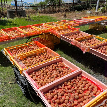 極上梅干し(昔ながらの漬け方！8%の天然塩で漬けた梅干し)大玉極上 1キロ 加工品/梅干通販