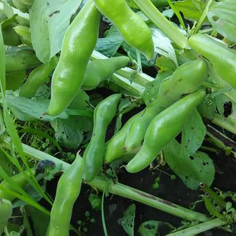 2026千葉県館山産【そらまめ3.8kg】初夏の香りと甘み、旬を食す贅沢な