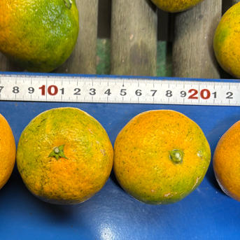 小玉 premium有田みかん 5キロ SMサイズ 訳あり ｜ 果物/温州みかん