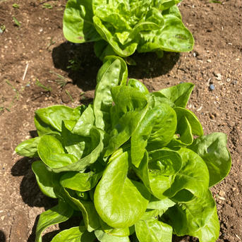 はぴぱらサラダ菜1kg 1kg 野菜/葉物通販