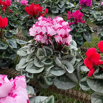 シクラメン6寸鉢 贈答用にも ｜ 花・植物/花・植物 産直アウル 農家