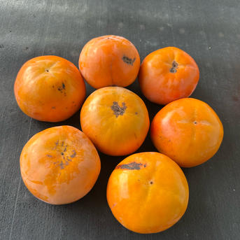 富有柿 ご家庭用 訳あり 箱込み6キロ | 果物/柿 産直アウル 農家から