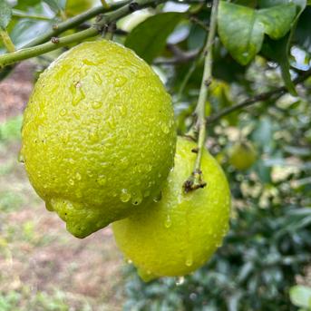 自然栽培レモン】5㎏箱詰-農薬不使用・無肥料・無除草剤 | 果物/香酸
