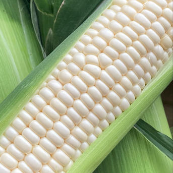 新鮮 白トウモロコシ 生でもOK!白いとうもろこしピュアホワイト | 野菜/とうもろこし 産直