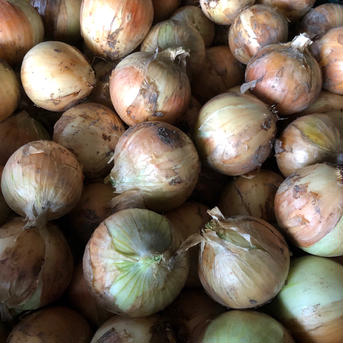 【天日干しで甘みがギュッ‼️】べっぴんやさいのちびたま（約2kg） 約2kg 野菜/玉ねぎ通販