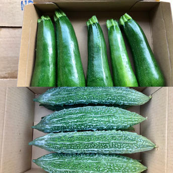 【鹿児島産】甘塩ゴーヤ3本・甘塩ズッキーニ1キロ^_^ 箱込み1キロ前後と3本^_^ 野菜/野菜セット・詰め合わせ通販