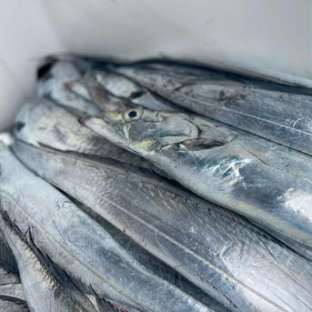 太刀魚の開きと釜揚げシラス丼セット(各4P) 太刀魚の干物4P、釜揚げシラス4P 魚介類/魚介セット・詰め合わせ通販