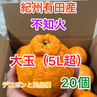 超大玉！不知火（デコポンと同品種）　20個入り 20個入り　 約8kg 果物/オレンジ・その他みかん通販