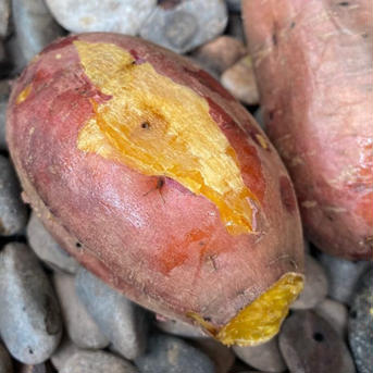 A品無農薬熟成シルクスイート箱込み約20キロ 3Lサイズから4L sweetpotato5.jpg