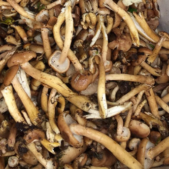 秋田県の代表的なキノコ 沢モタシ、ナラタケの塩漬け | 野菜/きのこ