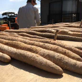 <12月上旬から出荷予定>【お歳暮】【熊本産】球磨川流域でたくましく育った自然薯1本物1.3kg前後(1-2本) 1.3kg(1-2本ほど) 野菜/長いも・山いも通販