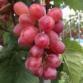 希少！糖度抜群種なしクイーンマスカット 粒2パック800g 『クール便