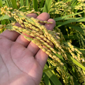 新米 玄米 SAKAVEGE米🌾 ｜ 米・穀物/玄米 産直アウル 農家・漁師など