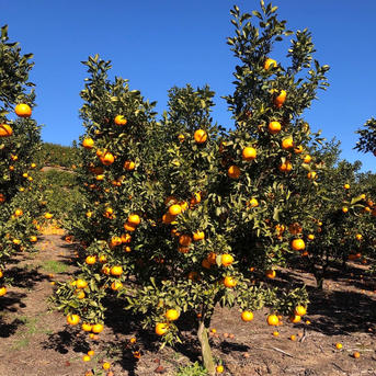 静岡県産 濃厚完熟みかん【ポンカン】 3kg（M～2L混合） | 果物