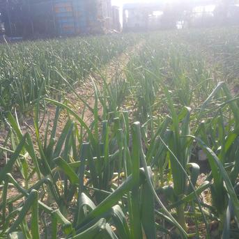農家直送　淡路島産玉ねぎ　10キロ 10キロ 野菜/玉ねぎ通販