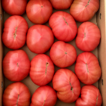 【訳あり大玉】赤採りトマト2箱(約8kg) 約8kg(4kg箱満杯×2) 野菜/トマト通販