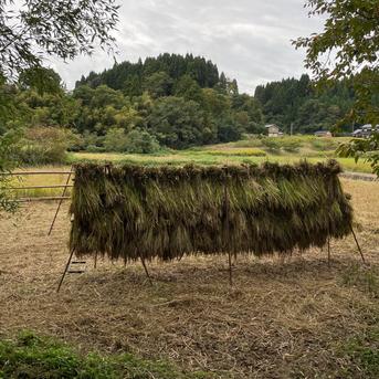 2025年度産】自然栽培&天日干し『古代米ミックス』［紫黒米＋緑米