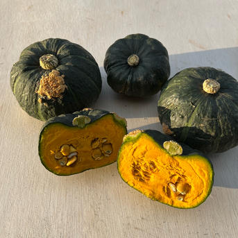 訳あり【農薬不使用】追熟完了後発送！富良野産 坊ちゃんかぼちゃ 5kg