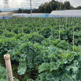 静岡生まれの新野菜プチヴェール 1袋100g×10袋 野菜/キャベツ通販