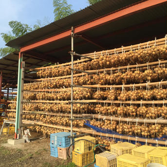 淡路島産玉ねぎ5kg M〜Lサイズ混合 M〜L5kg  野菜/玉ねぎ通販