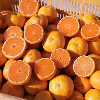 有田みかん ご家庭用 和歌山 有田市 産地直送 3kg(箱込み) ｜ 果物