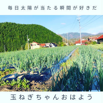 3kg【固定種の玉ねぎ】農薬不使用🧅野菜　自然の甘味！ 玉ねぎ3kg 野菜/玉ねぎ通販