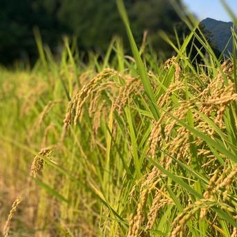 令和7年産 減農薬コシヒカリ 5kg ｜ 米・穀物/米/精米 産直アウル 農家