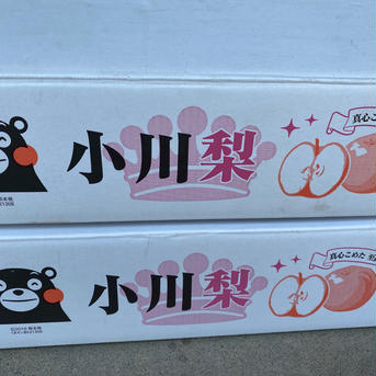 フルーティーな香り　あきづき　梨　5k箱　9〜10玉 5k箱 9〜10玉 果物/梨通販