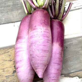 大根カラフル3種セット青首大根ビタミン大根もみじ大根 5kg 野菜/大根通販