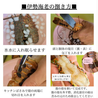 訳あり　千葉県産　活大伊勢海老　850-900ｇ×2匹 850-900ｇ×2匹 魚介類/エビ通販