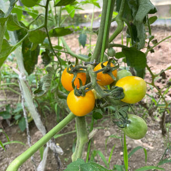 てんとうむしの色々なトマト 1.5キロ以上 野菜/トマト通販