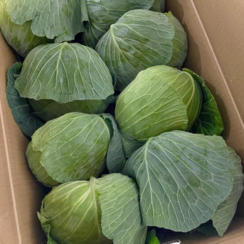 収穫開始！湖国の夏キャベツ ｜ 野菜/キャベツ 産直アウル 農家・漁師