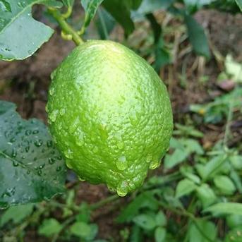 広島県産 瀬戸田レモン 2kg C品（訳あり） 有機JAS法準拠栽培 ｜ 果物