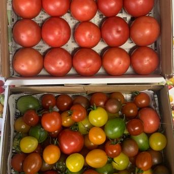 龍宮FARMのセレブ＆ジュエリーmini 1.6〜1.8キロ 野菜/トマト通販