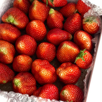 家庭用いちご1箱 1kg(箱の重さ込み) 果物/いちご通販