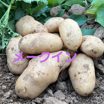 【訳ありお買い得】おいしさそのまま　新じゃが４ｋｇ ４ｋｇ 野菜/じゃがいも通販