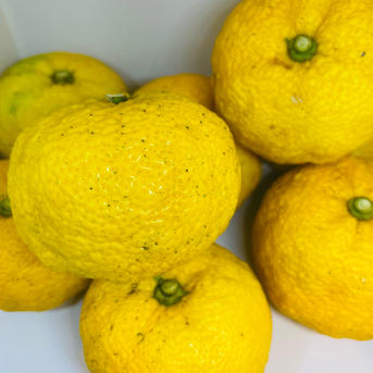オーガニック柚子 | 果物/香酸柑橘(ライム・レモン等) 産直アウル 農家