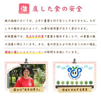青梅 10kg 品種・大きさ色々の無選別　農薬・化学肥料不使用の自然農法　梅干し・梅酒作りに 10kg 果物/青梅通販