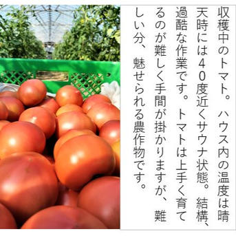夏野菜セットA トマト、ナス、キュウリ 【朝どれ】 ｜ 野菜/野菜セット