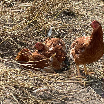 昔ながらの放し飼いでのびのび育った純国産赤鶏もみじのたまご《24個》 24個入り/4P 卵/鶏卵通販