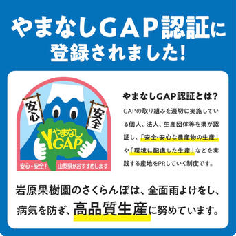 【大玉】山梨県産さくらんぼ（500g／バラ／2～3Lサイズ／化粧箱） 500g 果物/さくらんぼ通販