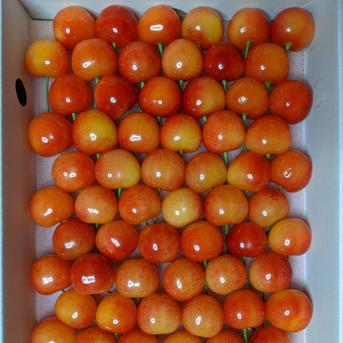 佐藤錦B級品2箱重ね 1100g 果物/さくらんぼ通販