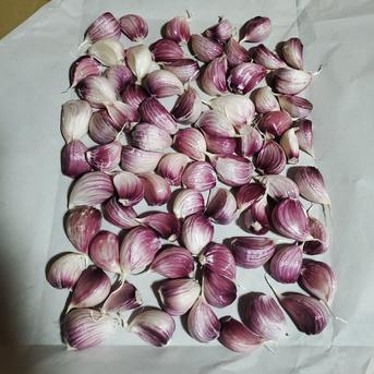 和歌山古座川産　ニンニク　バラ500g　※クリックポスト発送　農薬化学肥料不使用　　新にんにく バラ500g 野菜/にんにく通販