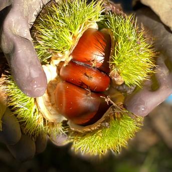 茨城県産　特大和栗！6キロ2Lサイズ以上 予約/10月中旬 発送）かすみがうら市産 生栗 2Lサイズ(冷蔵)方』の焼き