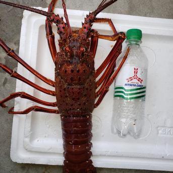 超特大伊勢エビ　１匹で1000g～1100g １匹　1000g～1100g 魚介類/エビ通販